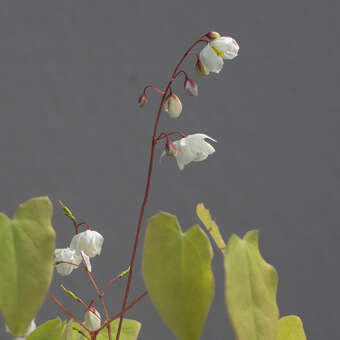 Epimedium 'Alabaster'