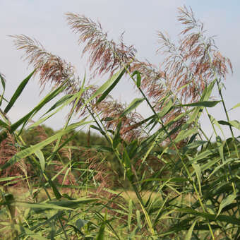 Schilf - Phragmites australis - braune Bltenrispen