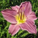 Hemerocallis 'Blue Sheen' - Taglilie
