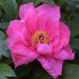 Paeonia Itoh-Hybr. 'First Arrival' - Pfingstrose Intersectional-Hybride
