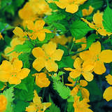 Kerria japonica 'Golden Guinea' - Ranunkelstrauch