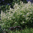 Persicaria polymorpha: Bild 9/11