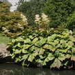 Rodgersia podophylla: Bild 1/5