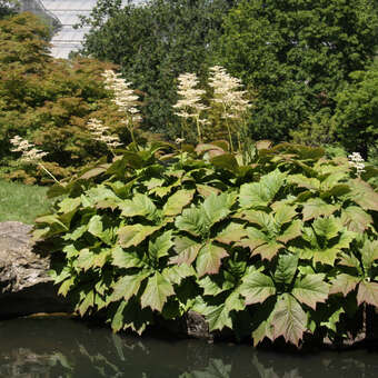 Rodgersia podophylla