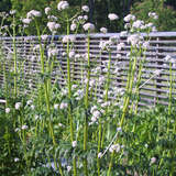 Valeriana officinalis - Baldrian