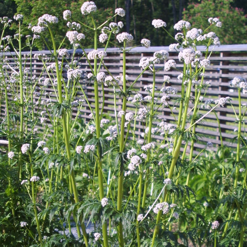 Baldrian - Valeriana officinalis - wei