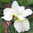 Iris sibirica 'Harpswell Happiness' - Sibirische Schwertlilie