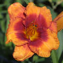 Hemerocallis 'Tigger' - Taglilie