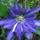 Clematis 'Daniel Deronda' - Waldrebe, Großblumige Garten-Clematis