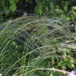 Stipa pulcherrima: Bild 1/1