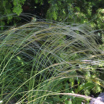 Stipa pulcherrima