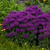 Monarda 'Grape Gumball' - Indianernessel