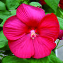 Hibiscus moscheutos - rot - Sumpfeibisch
