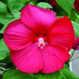 Hibiscus moscheutos - rot - Sumpfeibisch