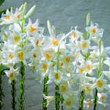 Lilium candidum - Madonnenlilie