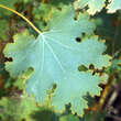 Macleaya microcarpa 'Coral Plume': Bild 3/3