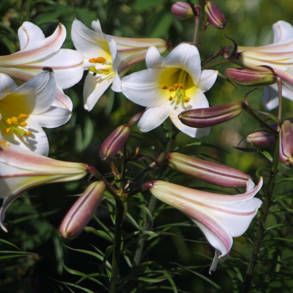 Königslilie Lilium regale weiß