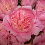 Paeonia lactiflora 'Do Tell' - Pfingstrose