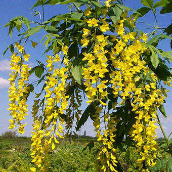 Laburnum watereri 'Vossii'