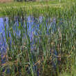 Typha latifolia: Bild 4/6
