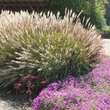 Miscanthus sin. 'Little Kitten': Bild 1/2