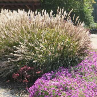 Miscanthus sin. 'Little Kitten'