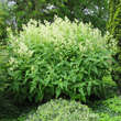Persicaria polymorpha: Bild 5/11