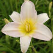 Hemerocallis 'Catherine Woodbury': Bild 4/4