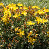 Hypericum olympicum  'Grandiflorum' - Johanniskraut