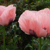 Papaver orientale 'Queen Alexandra' - Orientalischer Mohn