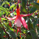 Fuchsia 'Madame Cornelissen' - Freilandfuchsie