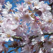 Prunus subhirt. 'Autumnalis Rosea': Bild 2/3