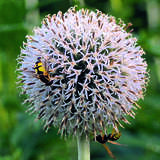 Echinops sphaerocephalus 'Arctic Glow' - Kugeldistel