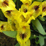 Iris pumila 'Eyebright' - Zwerg-Schwertlilie