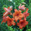 Lilium 'Fire King': Bild 2/2