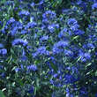 Caryopteris clandonensis 'Blauer Spatz': Bild 1/5