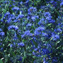 Caryopteris clandonensis 'Blauer Spatz' - Zwerg-Bartblume