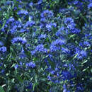 Caryopteris clandonensis 'Blauer Spatz' - Zwerg-Bartblume