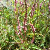 Persicaria amplexicaulis 'Taurus' - Knöterich