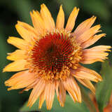 Echinacea purpurea 'Supreme Cantaloupe' - Sonnenhut