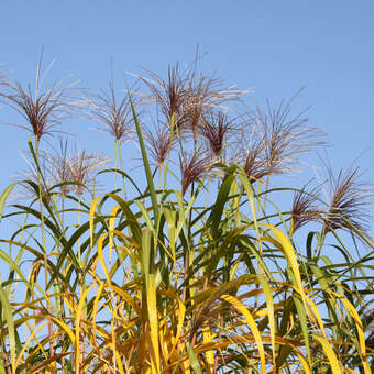 Elefantengras - Miscanthus giganteus (M. floridulus) - selten blhend