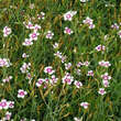 Dianthus deltoides 'Arctic Fire': Bild 2/3