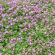 Geranium cantabrigiense 'Karmina': Bild 7/9