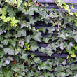 Hedera helix: Bild 1/9
