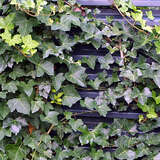 Hedera helix - Heimischer Efeu