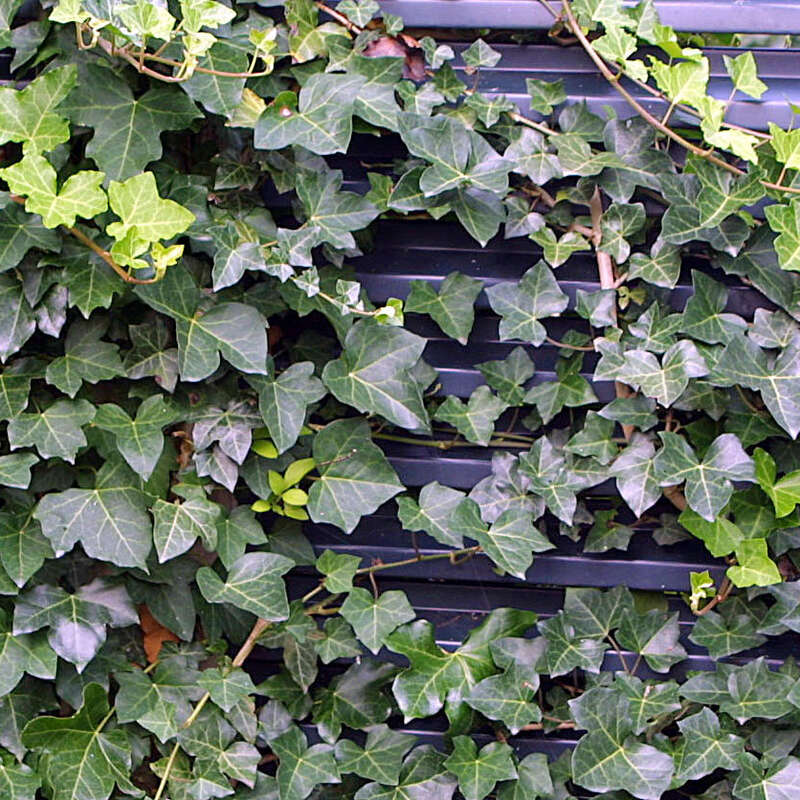 Heimischer Efeu - Hedera helix - grn