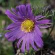 Pulsatilla vulgaris 'Papageno': Bild 9/9