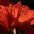Papaver orientale 'Türkenlouis': Bild 2/6