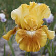 Iris germanica 'Shooting Star': Bild 1/1