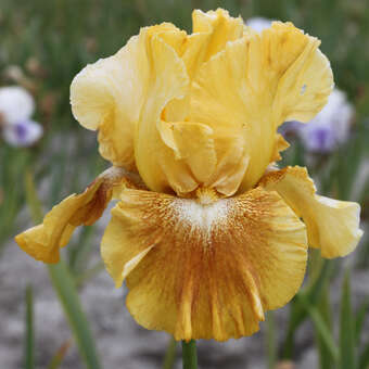 Iris germanica 'Shooting Star'